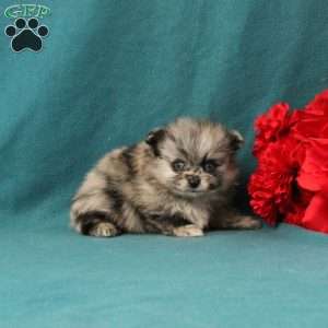 Quinn, Pomeranian Puppy